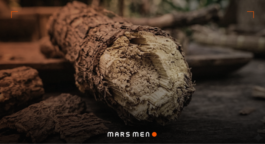 Does Tongkat Ali Increase Testosterone? The Honest Breakdown