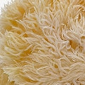 Lion’s Mane