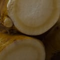 Panax Ginseng