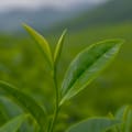 Natural Caffeine