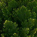 Huperzine A